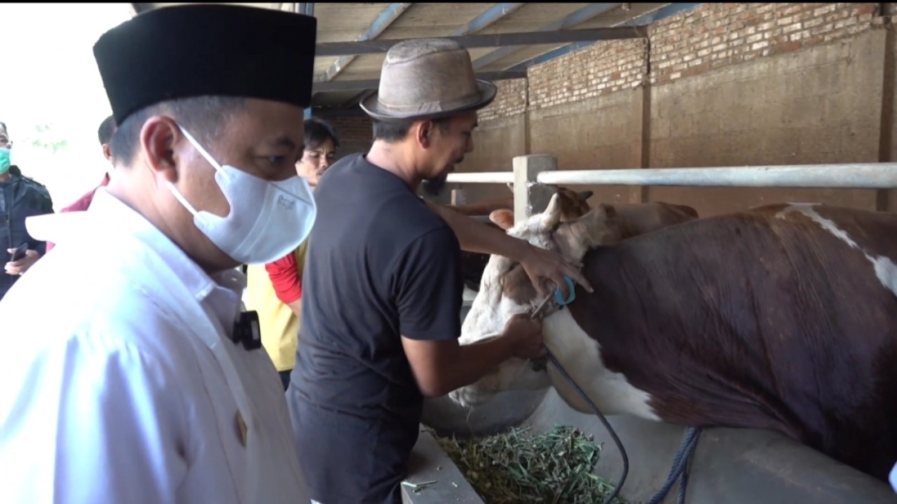 Pemasangan label sehat pada hewan qurban
