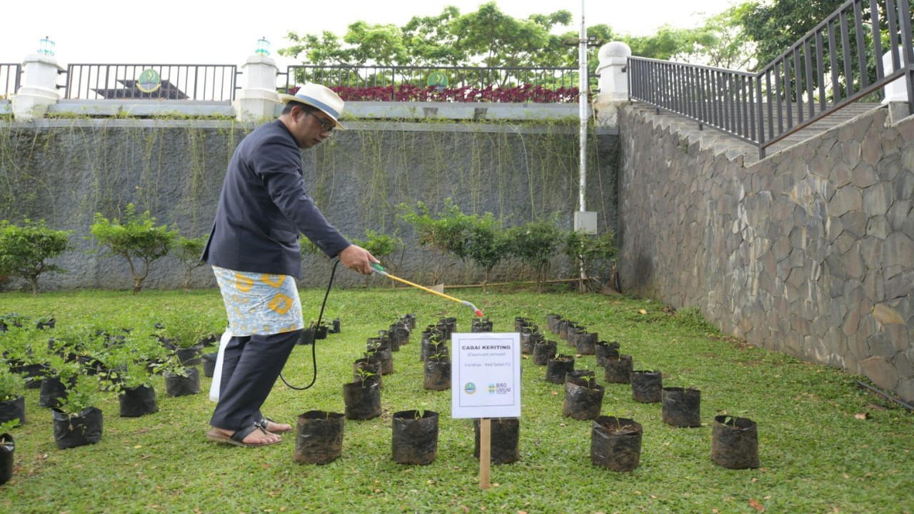 Gubernur Jawa Barat Ridwan Kamil menyiram tanaman.