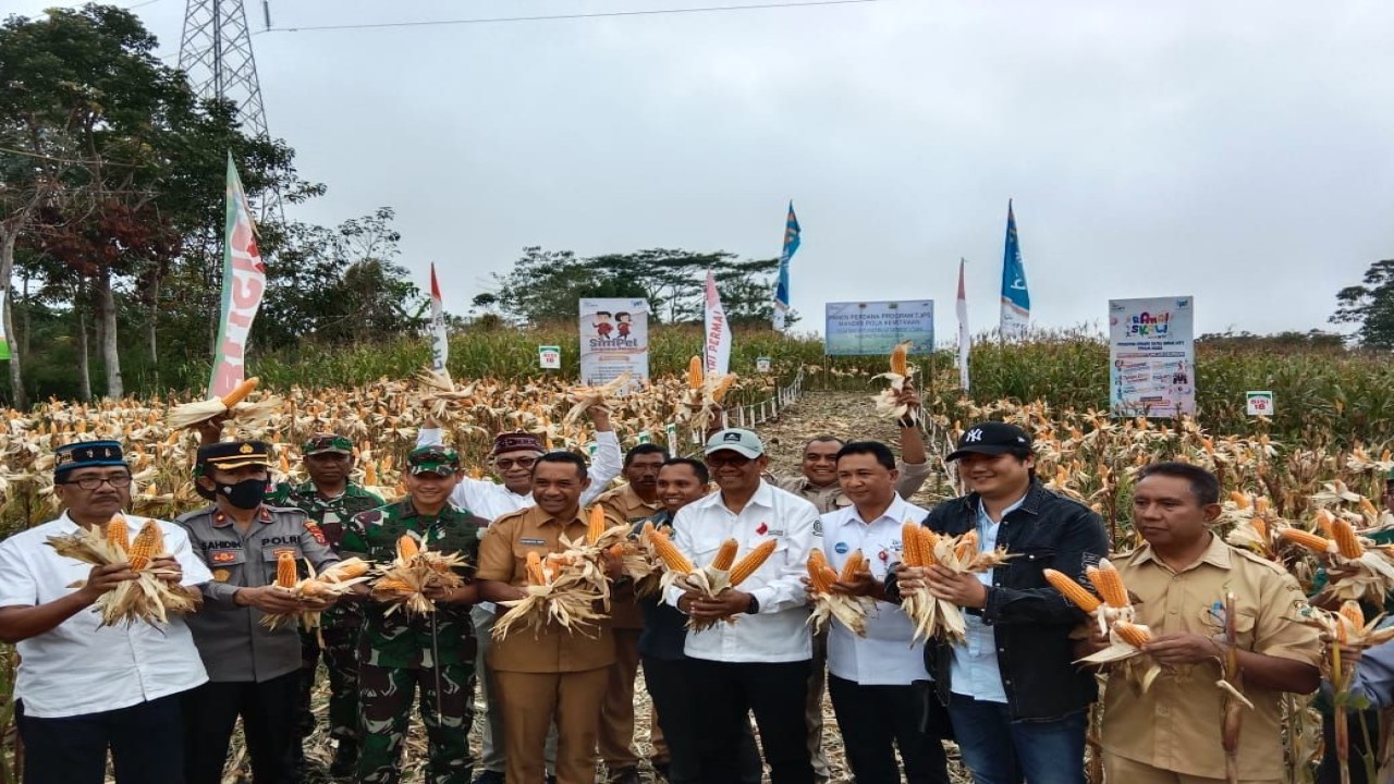 Bupati Manggarai Herybertus GL Nabit bersama Direktur utama Bank NTT, Haryy A. Riwu Kaho saat melakukan panen perdana jagung di Desa Nao Kecamatan Satarmese Utara, Kabupaten Manggarai. Foto (Istimewa)