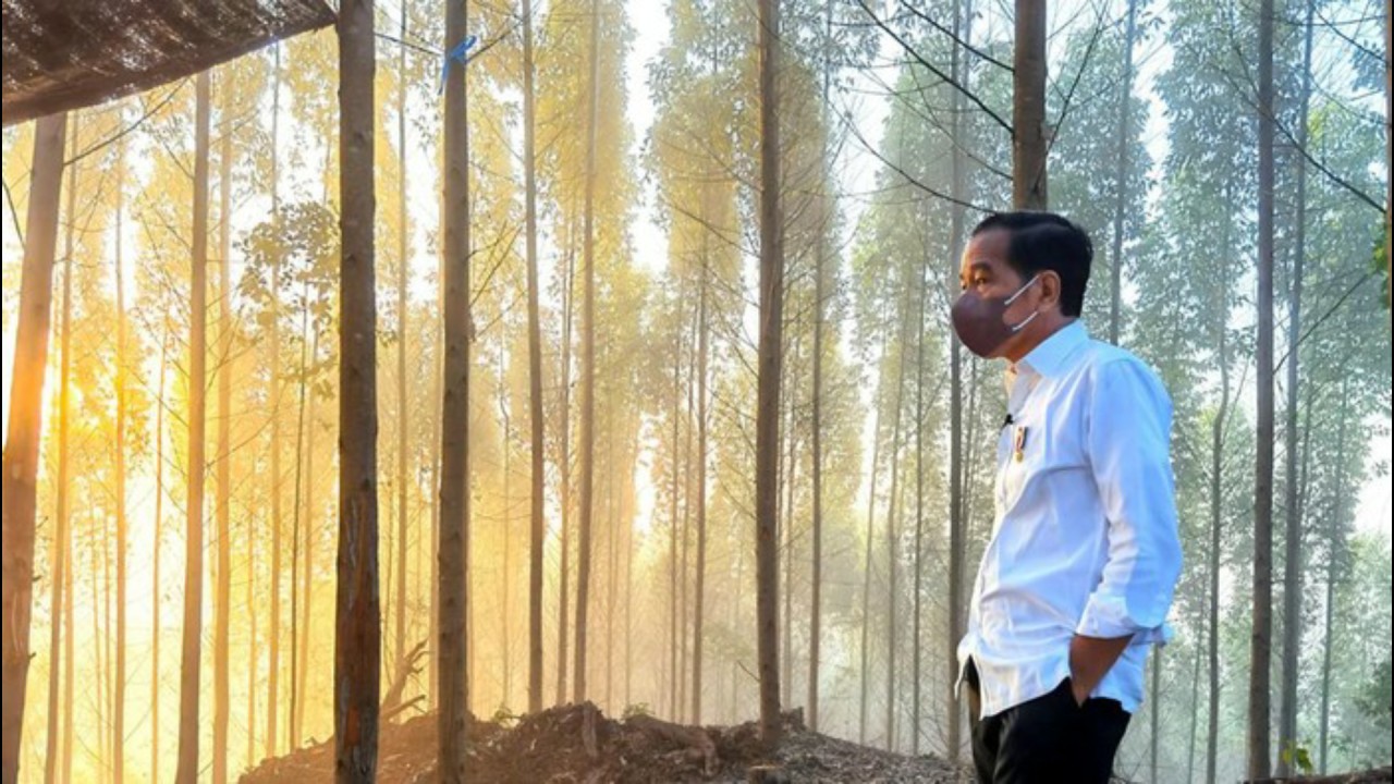 Jokowi di IKN Nusantara. (Net)