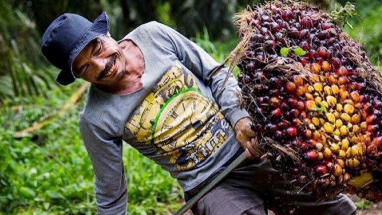 Kebijakan PE, BK, dan DMO (FO) perlu dilakukan peninjauan ulang (di rekstruktur), supaya dapat mendongkrah harga TBS sawit petani sesuai harapan/net