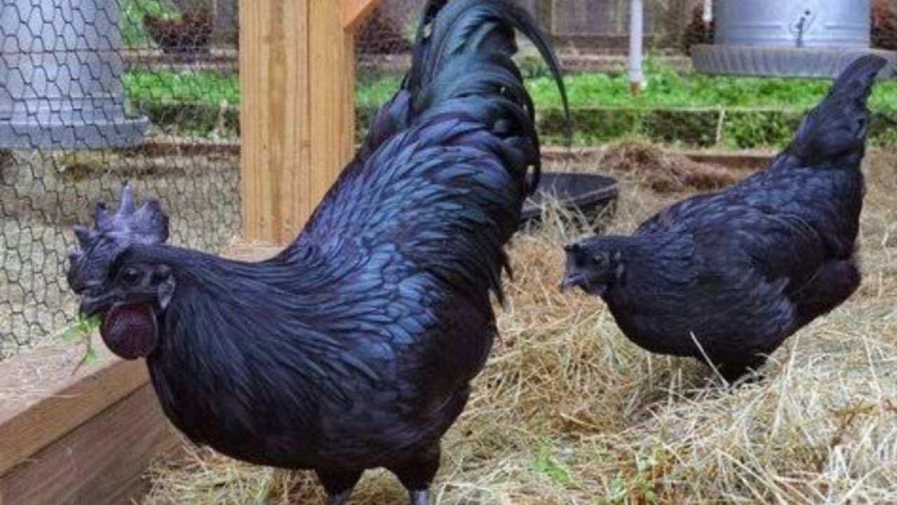 Ayam Cemani/net