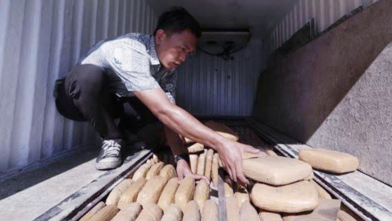 Ilustrasi penyelundupan ganja/net