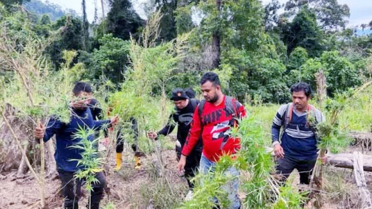 Polres Bireuen musnahkan ladang ganja seluas enam hektare/net