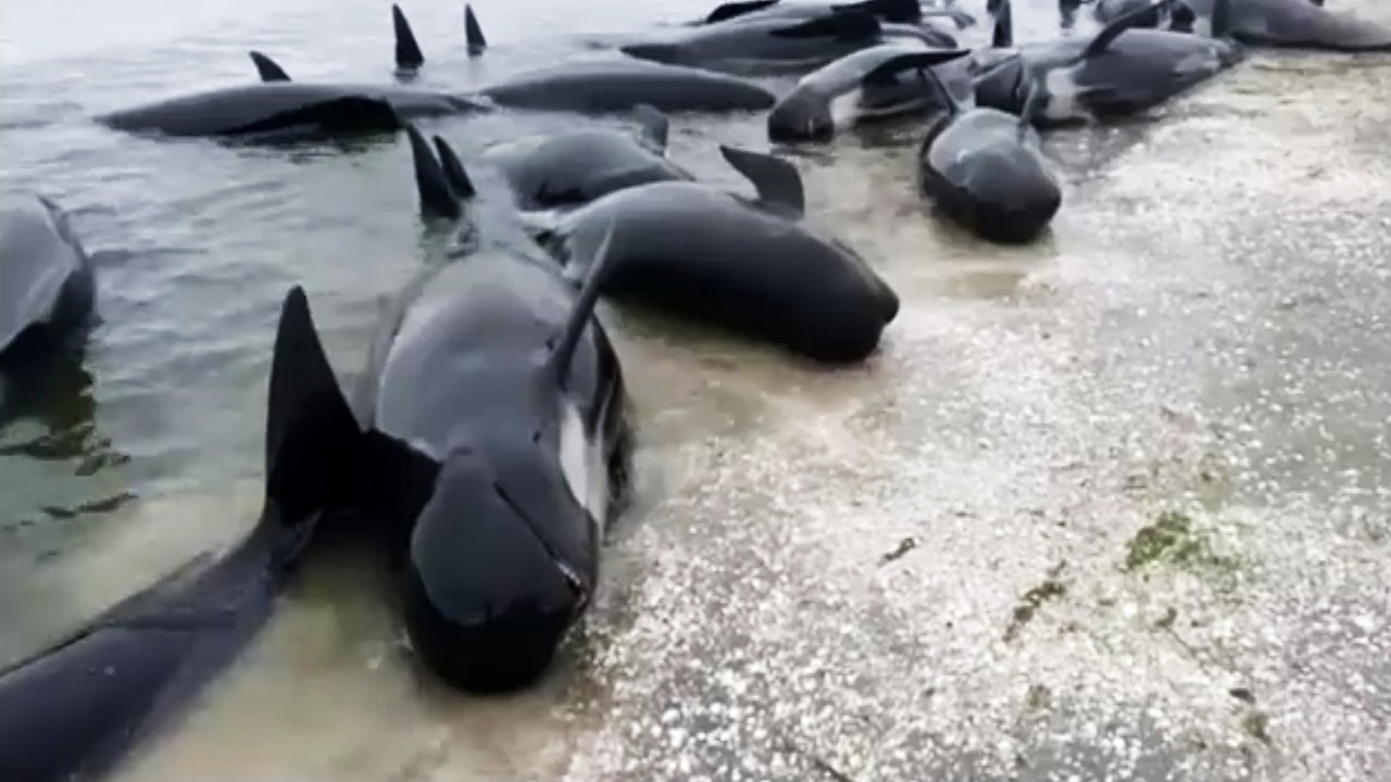 Ratusan Paus Pilot mati karena terdampar di pantai Australia/ist