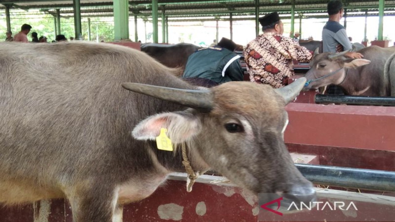 Seekor kerbau yang dijual di Pasar Ternak Kudus, Jawa Tengah, sudah terpasang barcode atau eartag secure quick response (QR) code .ANTARA/Akhmad Nazaruddin Lathif.