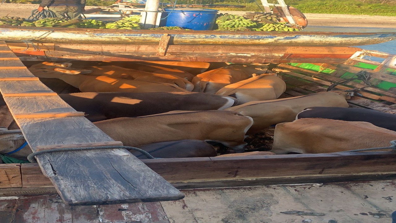 Polda NTT gagalkan pengiriman sapi ilegal ke Bima, Nusa Tenggara Barat. Foto.(Istimewa)