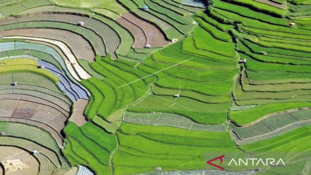 Foto udara area pesawahan di Kota Padangpanjang, Sumatera Barat.s (Antara/Iggoy El Fitra)