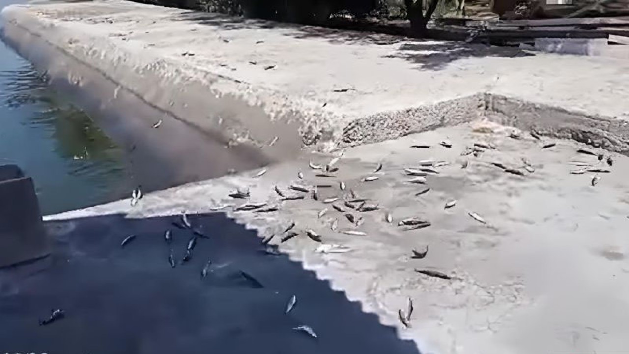 Tangkapan layar situasi terdamparnya ikan-ikan kecil yang dibagikan seorang warga di media sosial pada Rabu (30/11/2022). (ANTARA/Hreeloita Dharma Shanti)