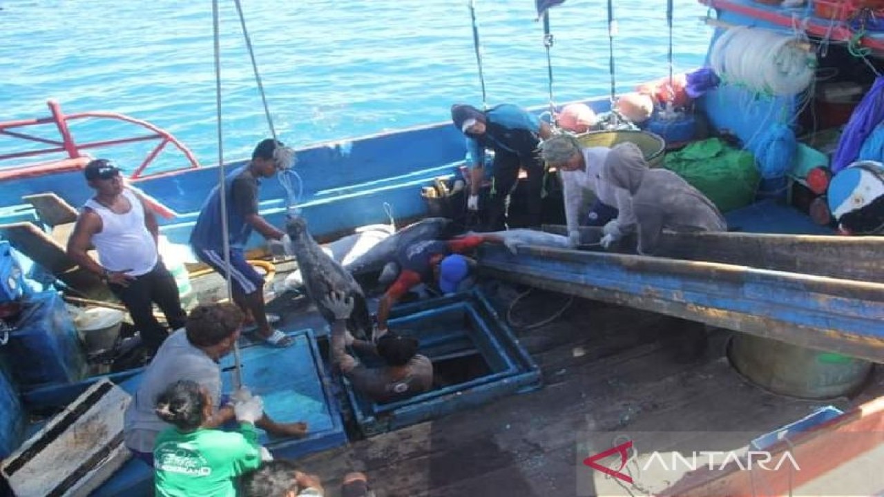 Potensi ikan tuna jenis yellowfin di perairan Biak hasil tangkapan nelayan SKPT Biak. ANTARA/Muhsidin