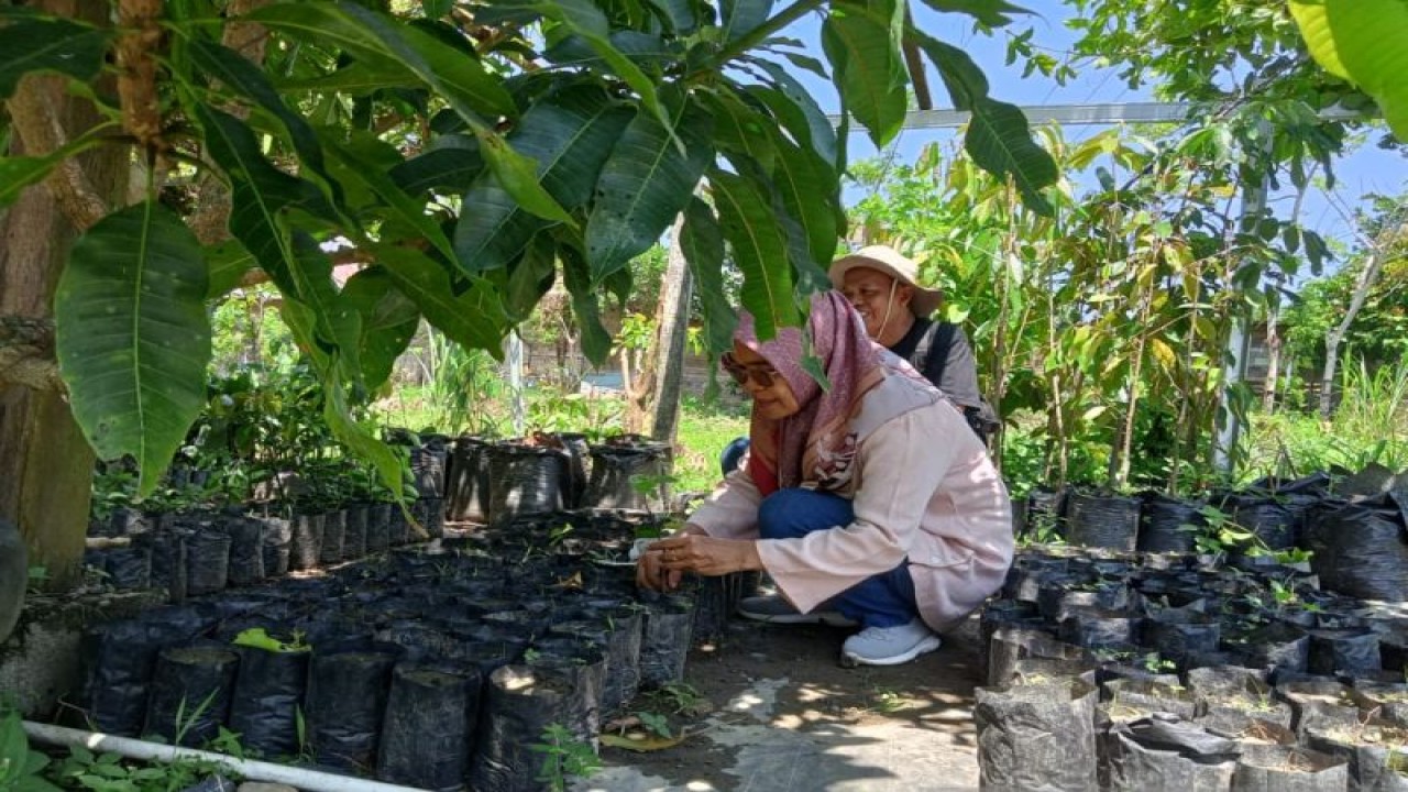 Ilustrasi-Pengembangan tanaman kakao oleh salah seorang petani di Kabupaten Luwu Utara, Sulsel. ANTARA/ Suriani Mappong