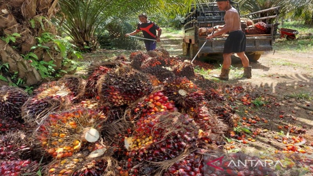 Ilustrasi petani sedang mengumpulkan hasiol panen TBS. (antaranewskalsel.com/ist)