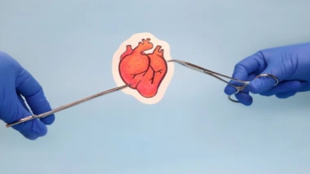 Ilustrasi transplantasi jantung (ANTARA/Shutterstock/Soloveva Anastasiia)