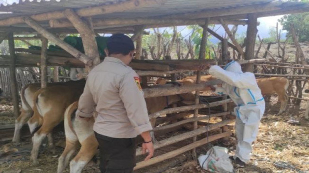 Petugas saat melakukan pelayanan vaksinasi PMK di Lombok Tengah, Nusa Tenggara Barat (NTB), Jumat (9/9/2022). (FOTO ANTARA/Akhyar). (1)