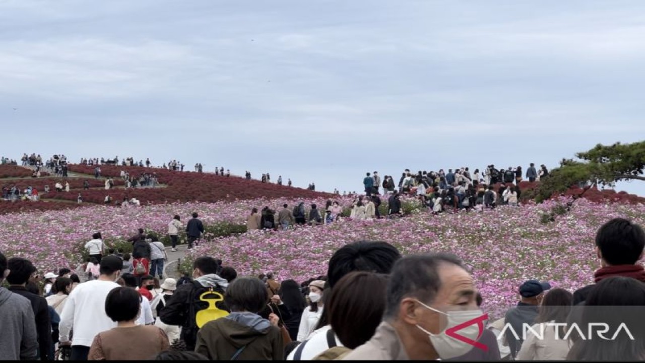 Wisatawan lokal dan mancanegara memadati lokasi wisata Hitachi Seaside Park saat musim gugur di Prefektur Ibaraki, Hitachinaka City, Minggu, Sabtu (22/10). (ANTARA/ Juwita Trisna Rahayu)