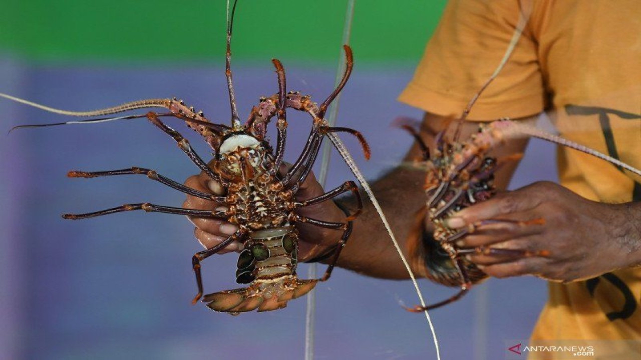 lustrasi: Pekerja memperlihatkan lobster siap kirim. (ANTARA Foto/Wahyu Putro A) (1)