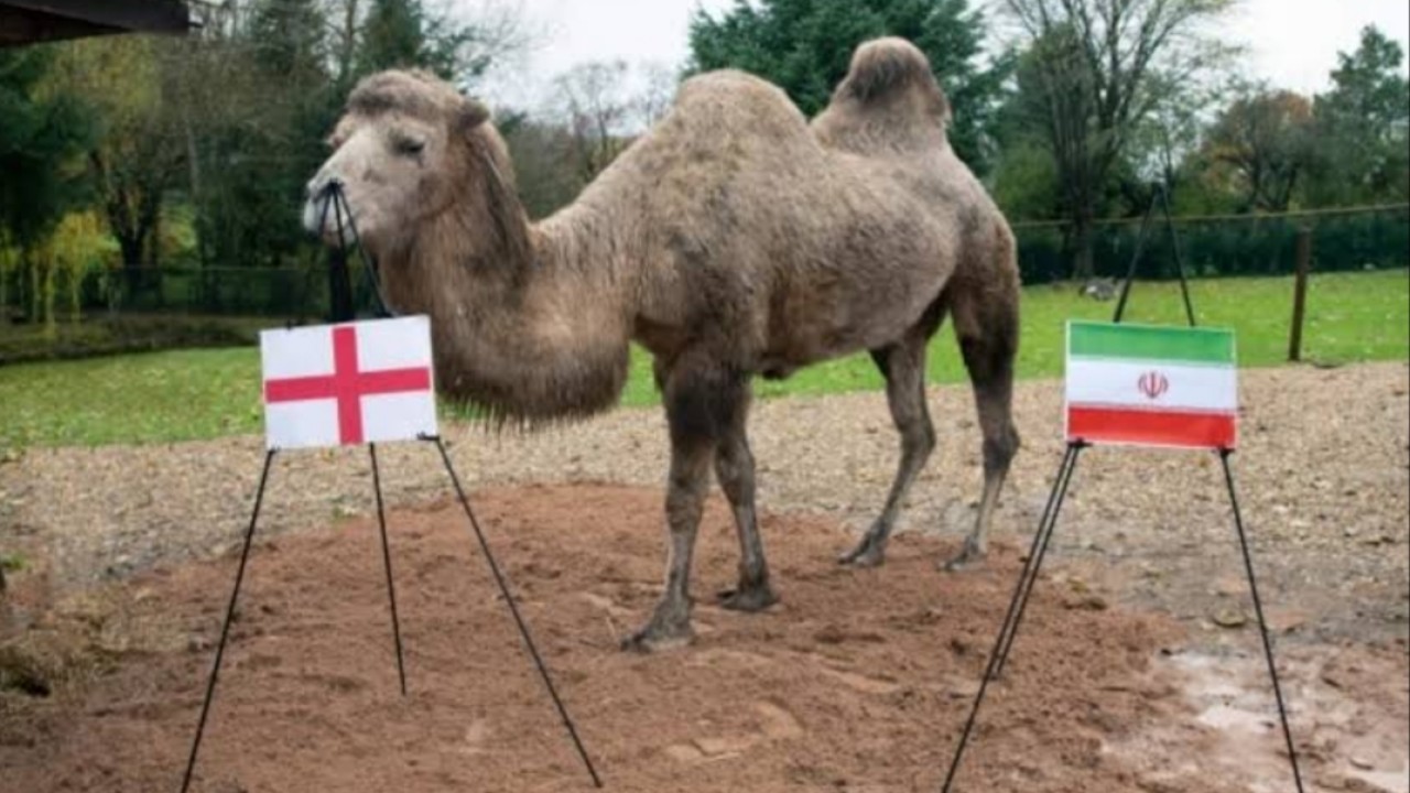 Mystic Millie unta peramal/net