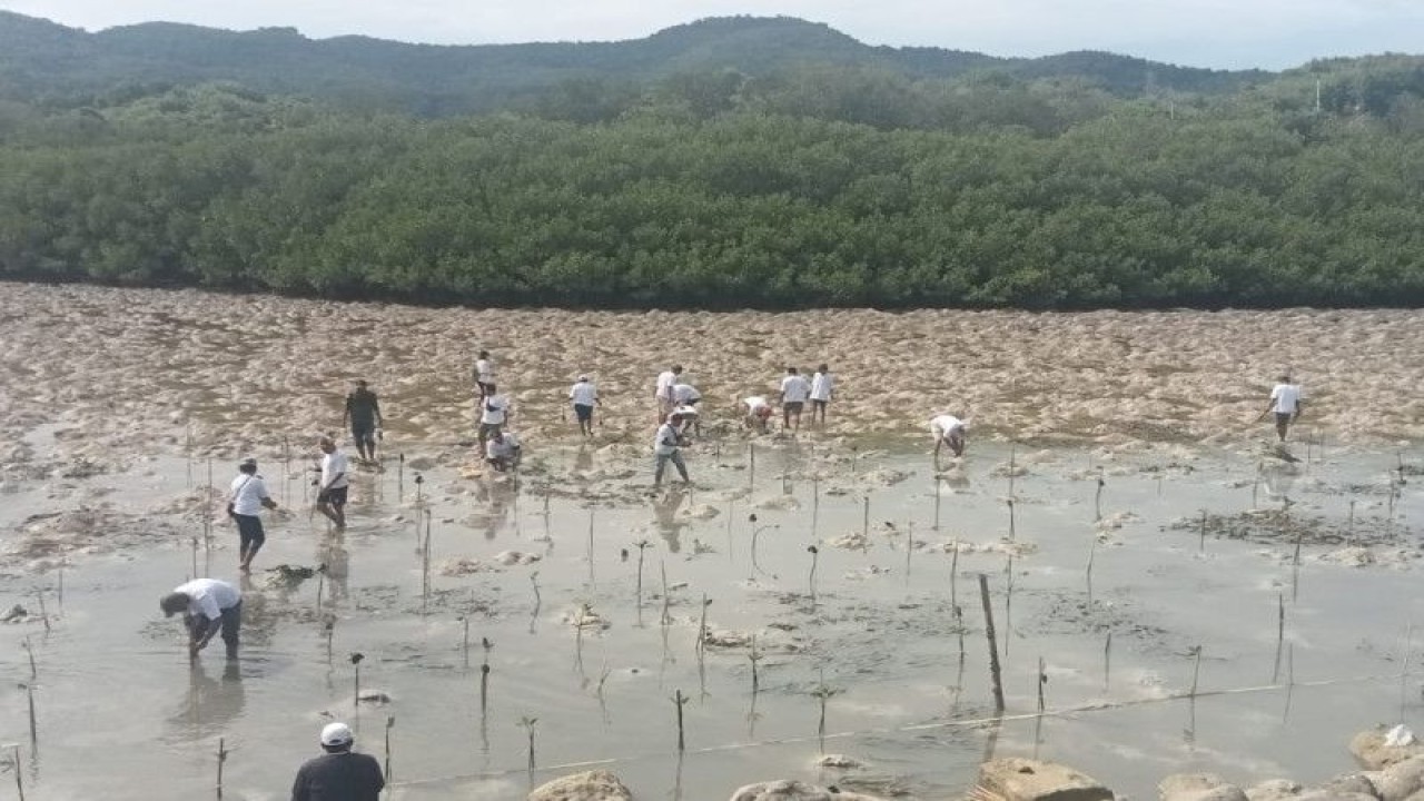 Pelindo Labuan Bajo merayakan Hari Menanam Pohon Indonesia 2022 dengan menanam 5.000 bibit mangrove di Labuan Bajo, Manggarai Barat, NTT, Senin (28/11/2022). (ANTARA/HO-Dokumentasi Pribadi)