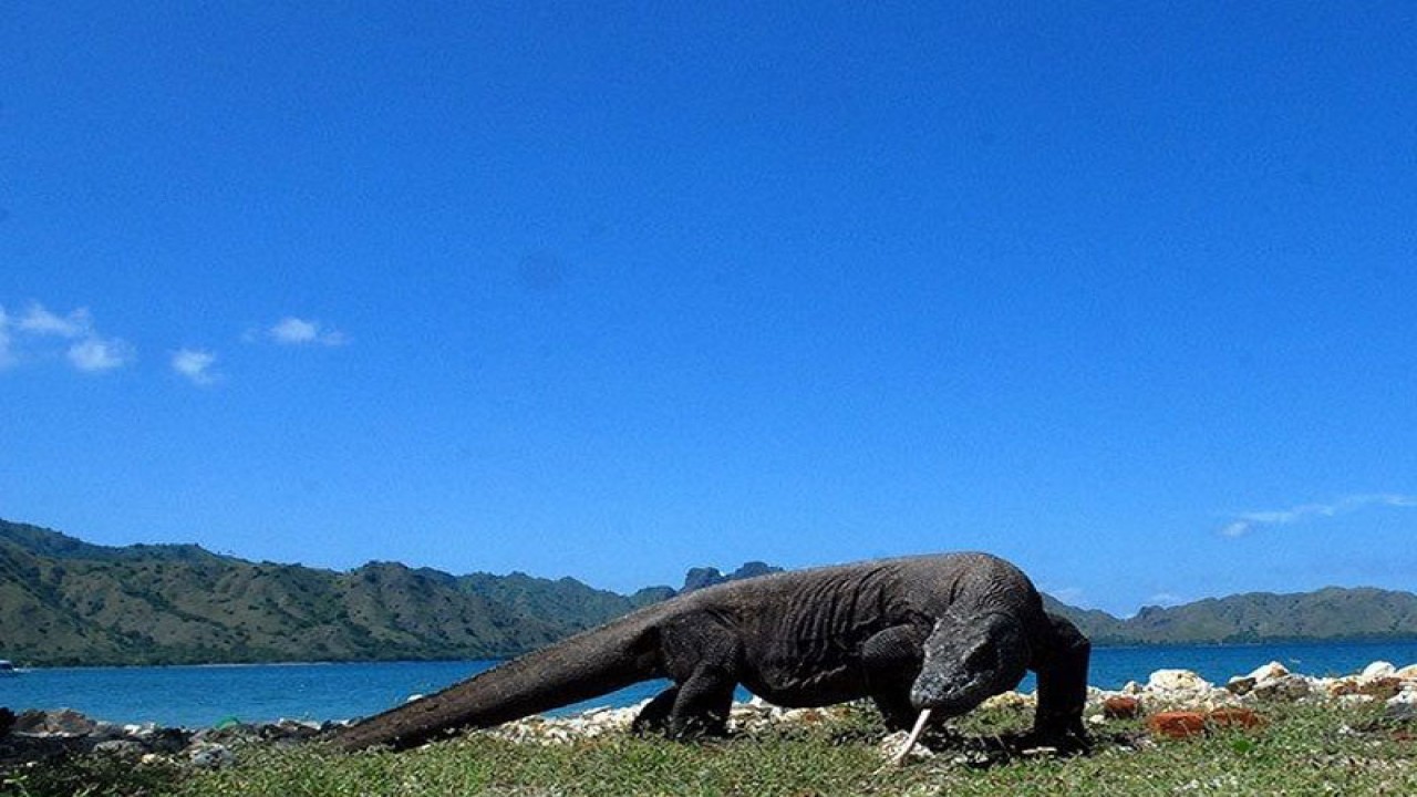 Dokumentasi - Seekor Komodo (Varanus komodoensis) berjalan di pinggir pantai Pulau Komodo, di Komplek Taman Nasional Komodo, NTT. (FOTO ANTARA/Widodo S. Jusuf/nz/aa.) (FOTO ANTARA/Widodo S. Jusuf/nz/aa.)