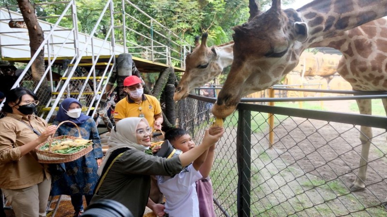 Bunda Pendidikan Anak Usia Dini (PAUD) Surabaya Rini Indriyani saat memberikan makan jerapa saat kegiatan Karnaval Hari Pahlawan di Kebun Binatang Surabaya (KBS) pada Sabtu (12/11/2022). (ANTARA/HO-Diskominfo Surabaya)
