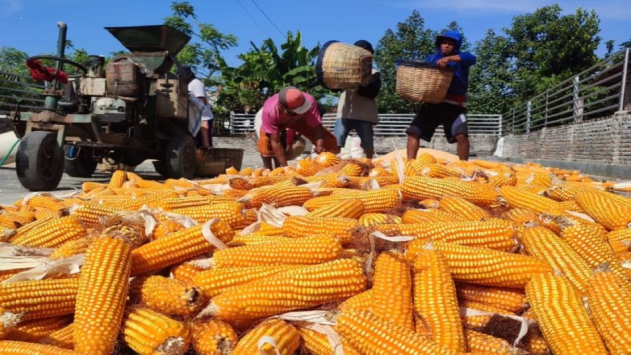 Petani menjemur jagung di Kabupaten Jember, Jawa Timur (ANTARA/HO-Asosiasi Pangan Jatim)