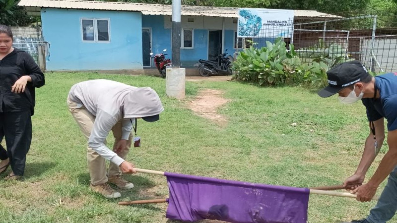 Petugas Balai Konservasi Sumber Daya Alam (BKSDA) Nusa Tenggara Barat melakukan penanganan terhadap anjing liar di sekitar Pertamina Mandalika International Circuit, di Kabupaten Lombok Tengah, Ahad (13/11/2022). ANTARA/HO-BKSDA NTB