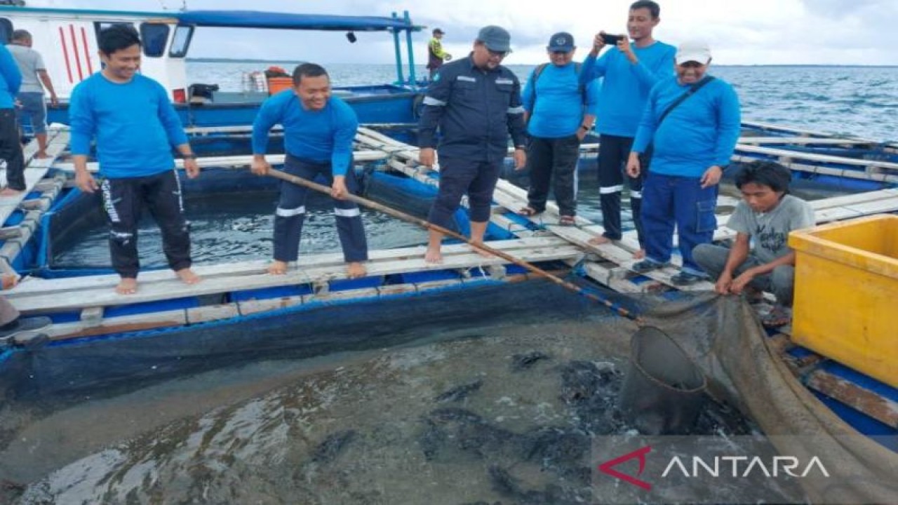 PT Timah Tbk panen ikan kerapu cantik hasil budidaya sistem kerambah jaring apung di Pulau Sukun, Belitung Timur. (Humas PT Timah Tbk)