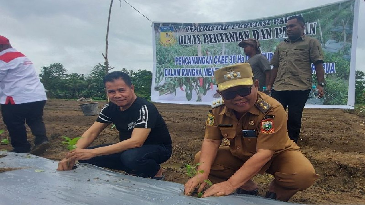 Sekda Papua Muhammad Ridwan Rumasukun bersama Wakil Bupati Keerom Wahfir Kosasih saat melakukan penanaman cabai di Kawasan Pir Satu, Kampung Yanamaa, Kabupaten Keerom, Papua pada Selasa (15/11). (ANTARA/ Qadri Pratiwi)