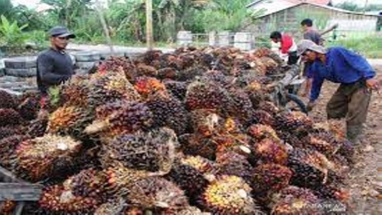 Tanda buah segar kelapa sawit. ANTARA/HO