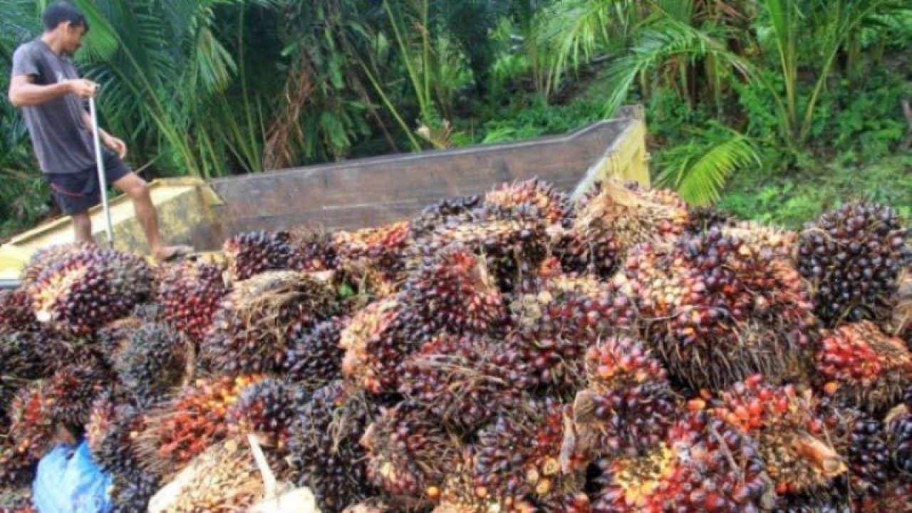 Sawit yang dipanen petani di Jambi.(ANTARA/Nanang Mairiadi)