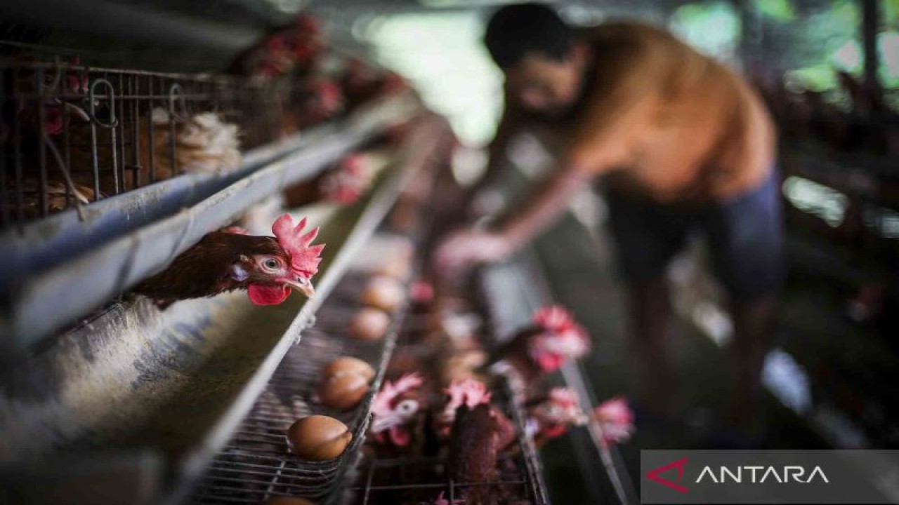 Ilustrasi - Peternak melihat kualitas telur ayam di Gunung Sindur, Bogor, Jawa Barat, Rabu (24/8/2022). Data Center of Economic and Law Studies (Celios) menyebutkan penyebab kenaikan harga telur lebih terindikasi karena biaya pakan ternak yang semakin tinggi, baik harga jagung maupun gandum naik di pasar spot internasional dalam satu tahun terakhir. ANTARA FOTO/Rivan Awal Lingga/wsj.