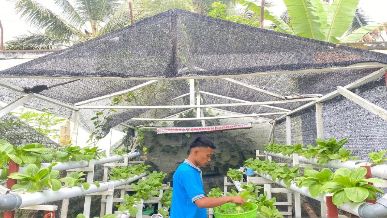 Warga Binaan Pemasyarakatan (WBP) Kelas III Suliki saat melakukan panen sayur pakcoy yang dibudidayakan secara hidroponik. (Antara/HO-Lapas Suliki)