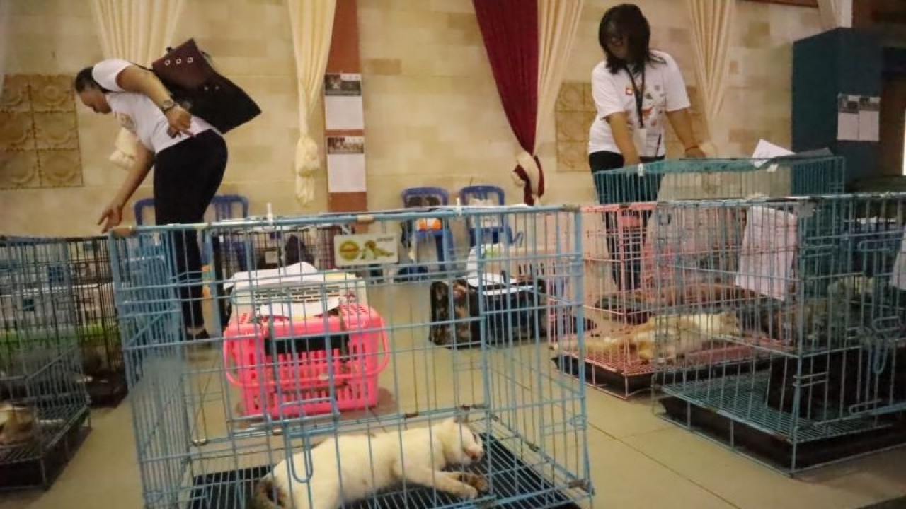 Sukarelawan memeriksa kondisi kucing-kucing sesaat setelah operasi kastrasi atau kebiri selesai, Minggu (18-12-2022). Sebanyak 104 kucing jantan dikebiri dalam bakti sosial Koalisi Perlindungan Hewan Domestik Balikpapan yang melibatkan dokter-dokter hewan, Pemkot Balikpapan, dan Four Paws, lembaga yang berkhidmat pada kesejahteraan hewan. (ANTARA/novi abdi)