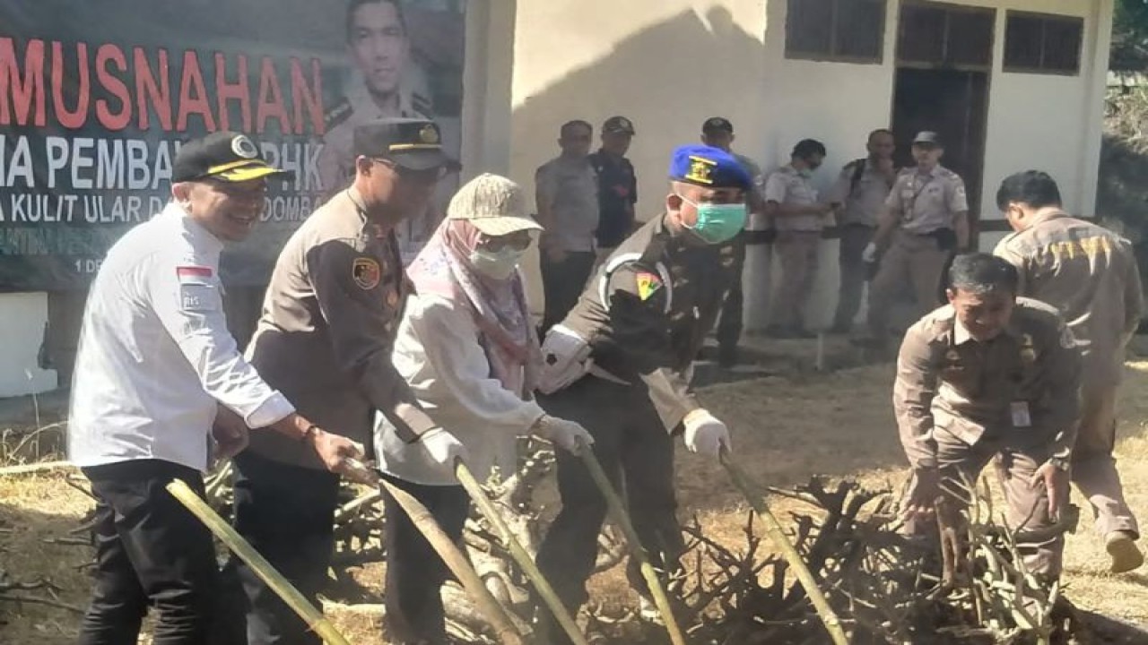 Pemusnahan 570 lembar kulit ular dan 300 kilogram kulit domba ilegal dengan dibakar sebagai tindakan tegas mencegah potensi penularan penyakit ke Pulau Jawa. Bandarlampung, Jumat, (2/12/2022). (ANTARA/HO)