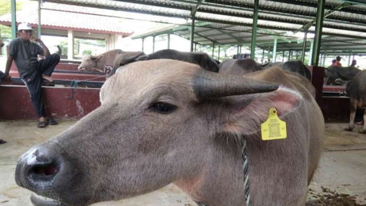 Barcode atau eartag secure quick response (QR) code untuk kepentingan pendataan populasi ternak di daerah setempat.  ANTARA/Akhmad Nazaruddin Lathif.