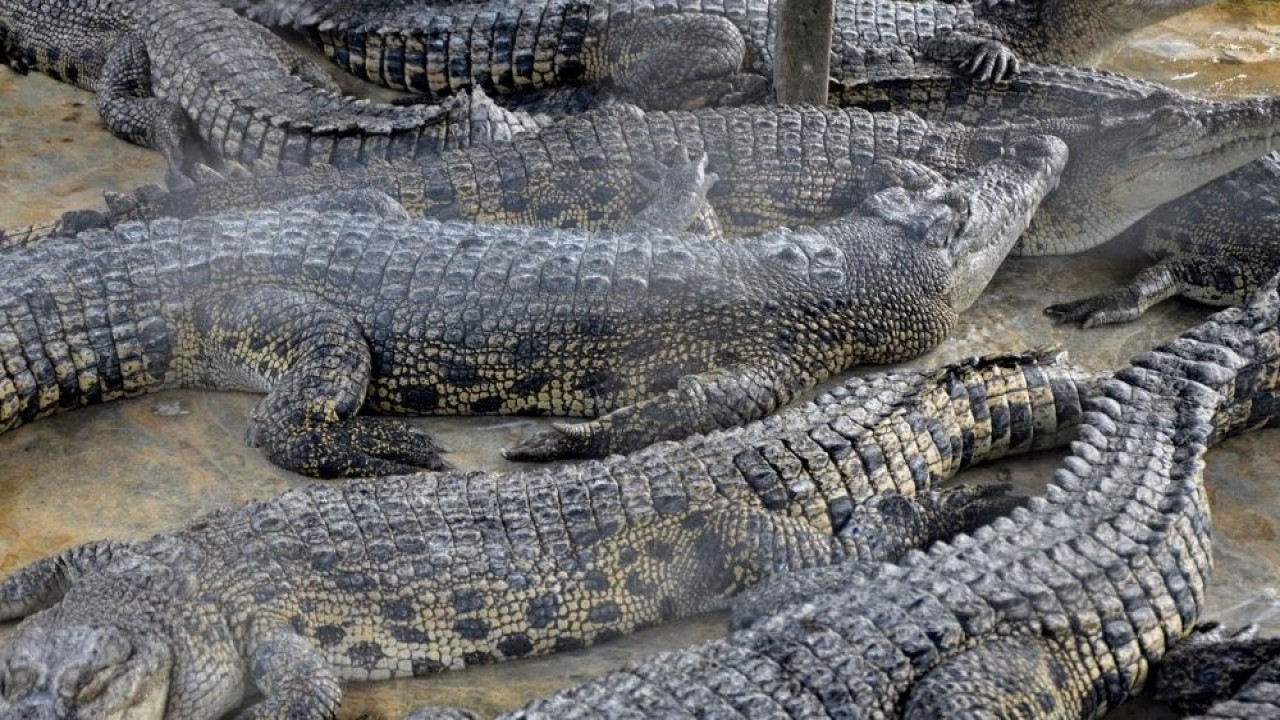 Ilustrasi. Buaya. (Istimewa/Net)