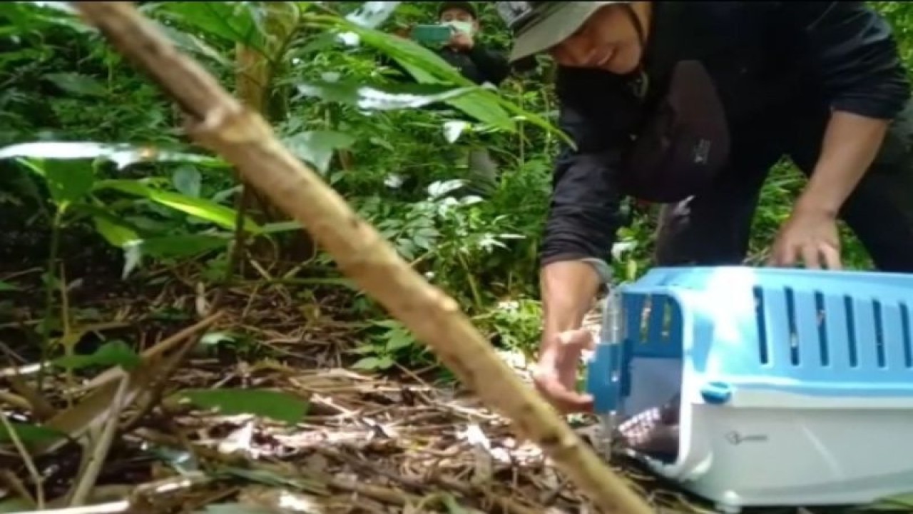 Petugas BKSDA Wilayah I Bengkulu melakukan pelepasliaran satwa jenis tringgiling di TWA Bukit Kaba Rejang Lebong belum lama ini. ANTARA/HO-BKSDA Bengkulu