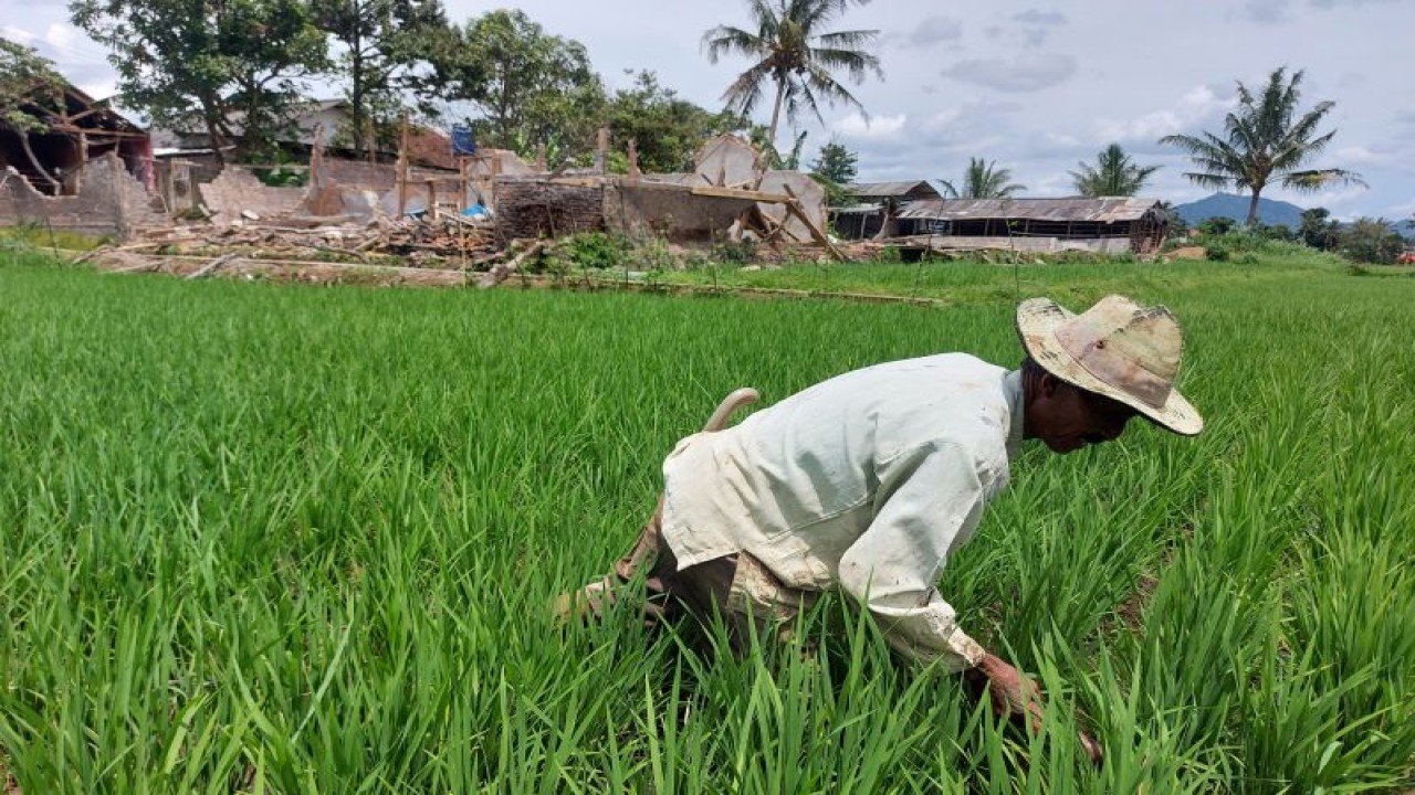 Seorang petani di Kampung Rawacina, Kecamatan Cianjur, Kabupaten Cianjur, Jawa Barat, mencangkul sawah di salah satu areal pertanian yang terdampak gempa bermagnitudo 5,6, Rabu (30/11/2022). (ANTARA/Andi Firdaus).