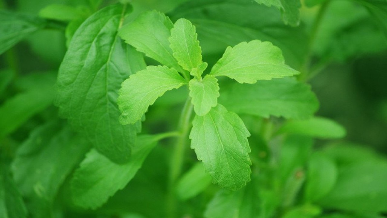 Daun Stevia (Pixabay)
