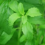 Daun-1670498515