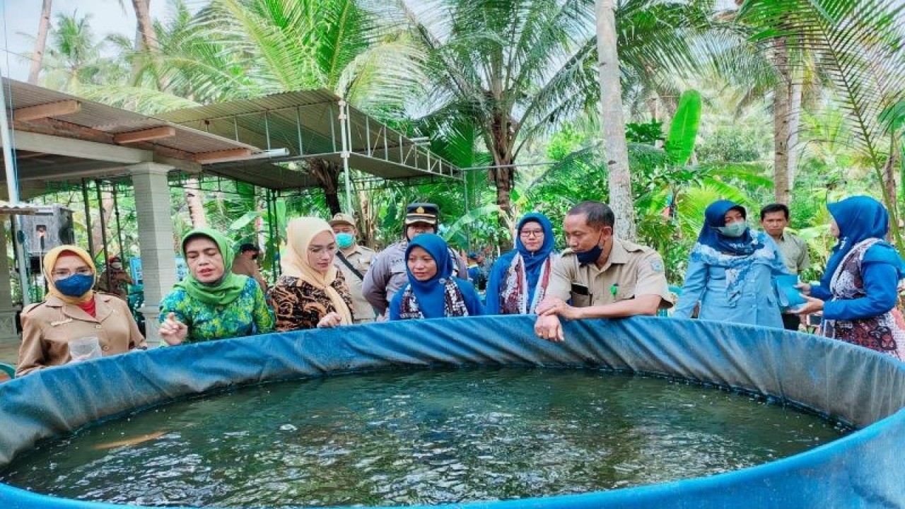 Dinas Kelautan dan Perikanan Kabupaten Kulon Progo menumbuhkan pusat budi daya lele. ANTARA/Sutarmi.