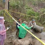 gajah-1672142982