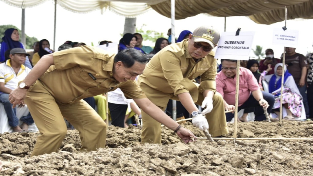 Penjabat Gubernur Gorontalo Hendra Hamka Noer (kanan) menanam singkong di lahan demplot di Kabupaten Gorontalo, Senin. (ANTARA/HO-kominfo)