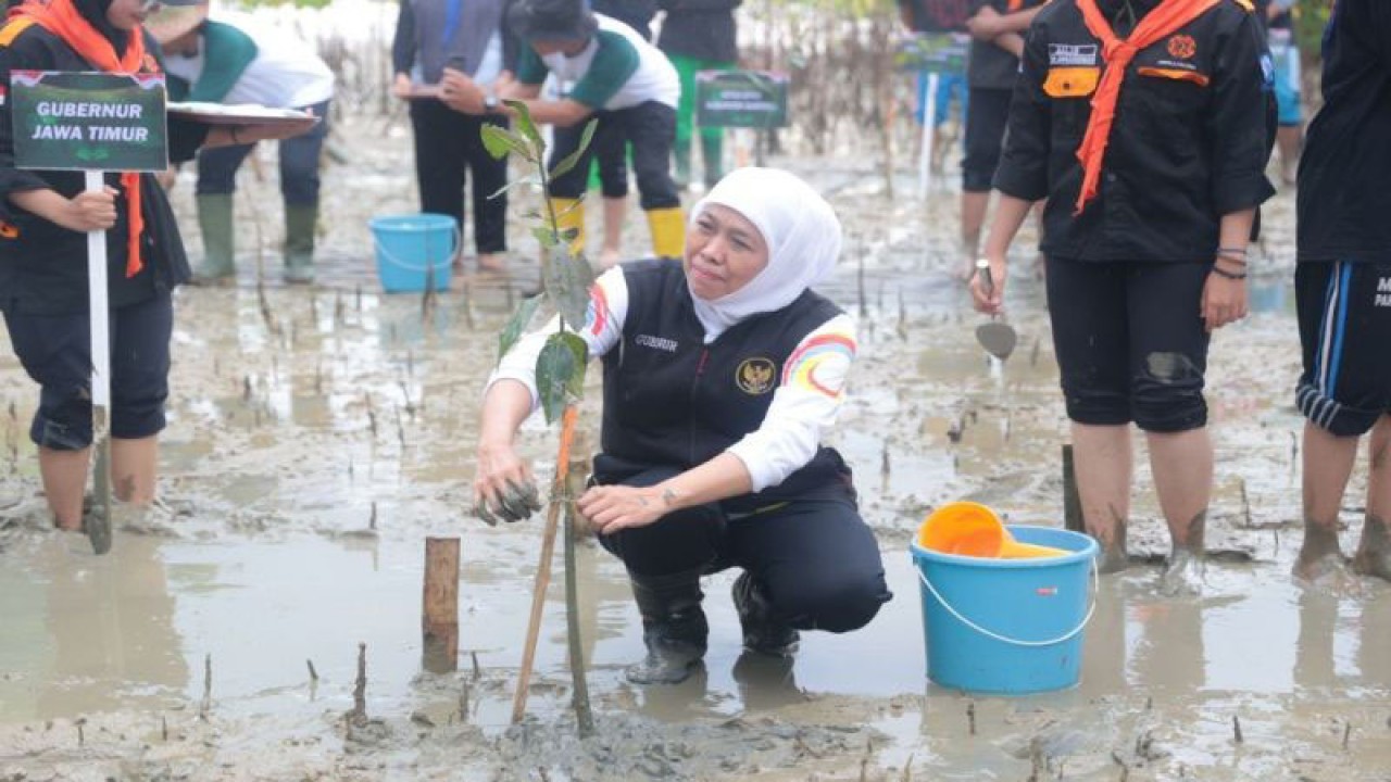 Gubernur Jatim Khofifah Indar Parawansa menanam pohon mangrove di pesisir pantai selatan Sampang pada 4 Desember 2022. (ANTARA/HO-Pemprov Jatim)