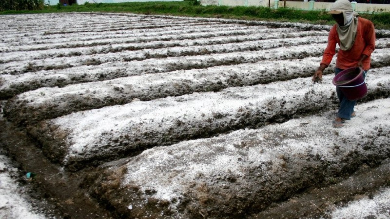 Matasan (42) menambah lapisan pupuk organik pada permukaan lahan tomat miliknya di Desa Bokor, Malang, Jawa Timur, Senin (12/12). Makin berkurangnya unsur hara di lahan pertanian membuat sejumlah petani di kawasan tersebut menambah lapisan pupuk hingga tiga lapis sehingga dapat mengembalikan kesuburan tanah. FOTO ANTARA/Ari Bowo Sucipto/Koz/Spt/11.