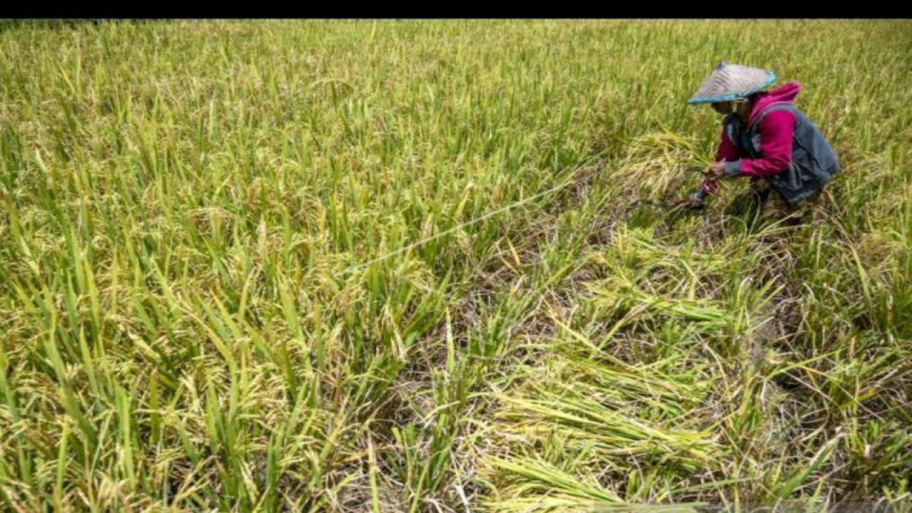 Ilustrasi: Buruh tani menyabit padi sawah di Desa Pombewe, Sigi, Sulawesi Tengah. ANTARA FOTO/Basri Marzuki/hp.