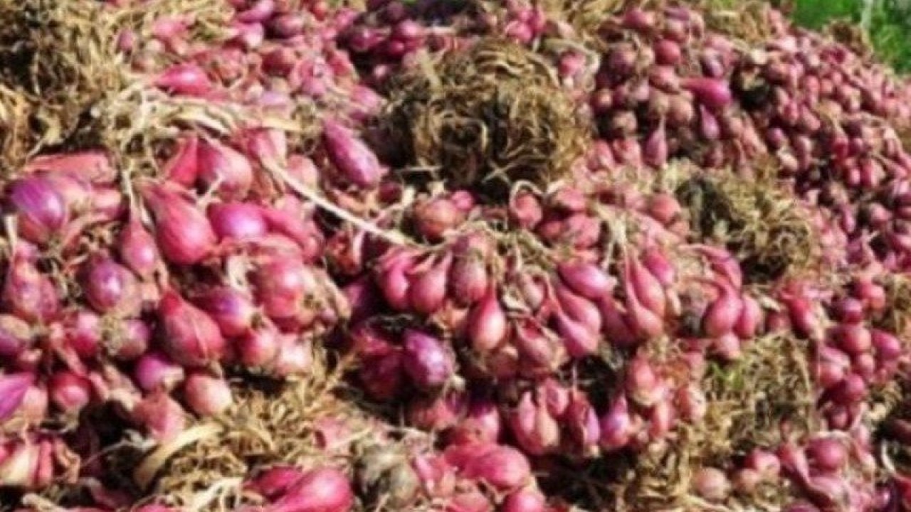 Ilustrasi, Disperindag Provinsi Kepulauan Babel tambah pasokan bawang merah. ANTARA (Antara)