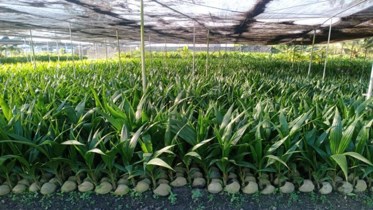 Ilustrasi - Kebun benih kelapa genjah (Antara/HO/Ditjebun Kementan)