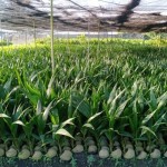 Ilustrasi - Kebun benih kelapa genjah (Antara/HO/Ditjebun Kementan)-1671527997