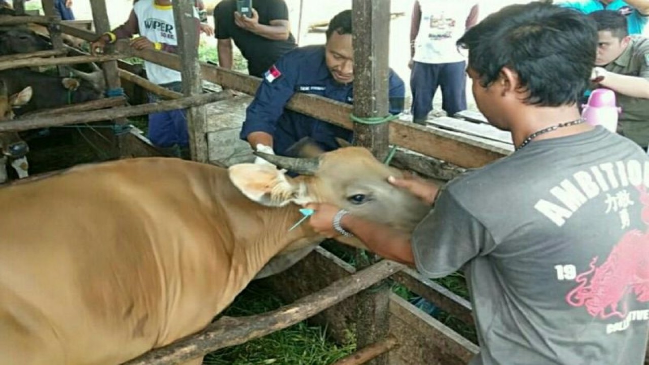 Ilustrasi: Petugas Dinas Pertanian Kabupaten PPU sedang melakukan vaksin pada sapi di Kecamatan Babulu. (Ist/HO dokumentasi pribadi)